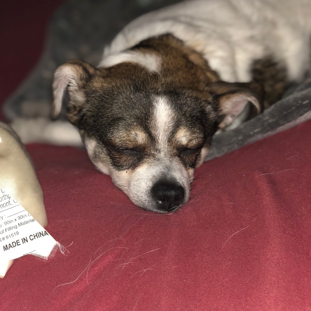 Meet your Posher, Lulu